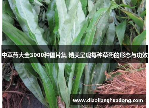 中草药大全3000种图片集 精美呈现每种草药的形态与功效